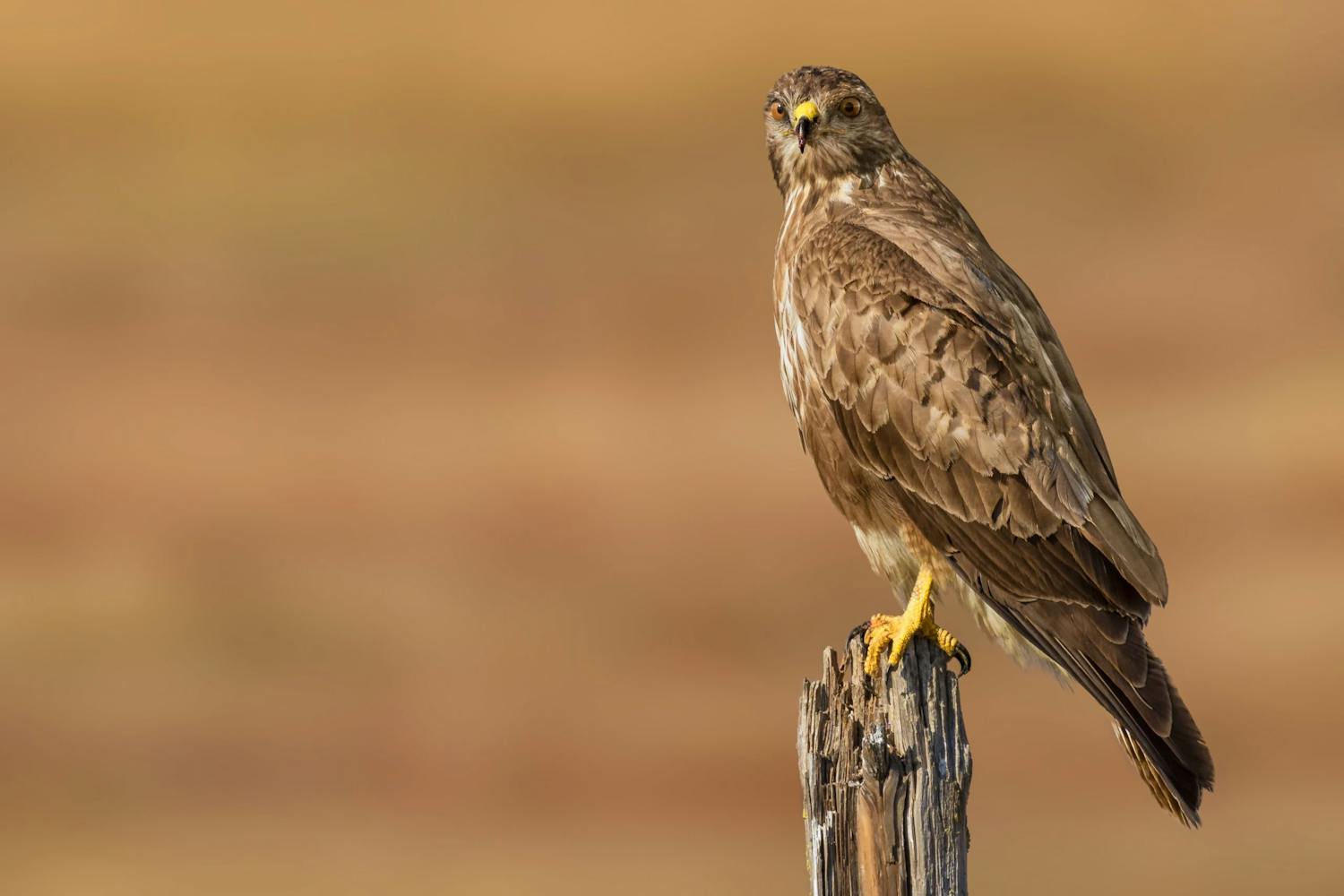 Majestetisk jeger Musvåk fuglefotografering